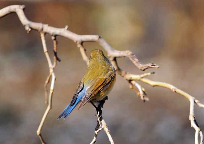 雌性红胁蓝尾鸲（16）