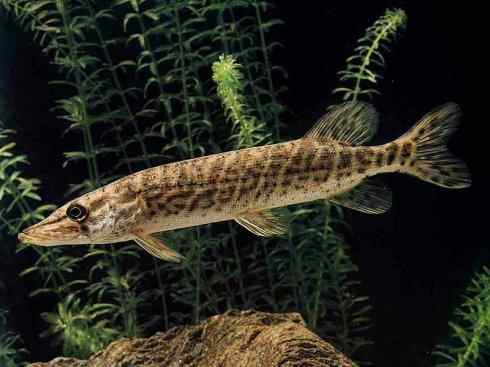 鱼类活化石：弓鳍鱼