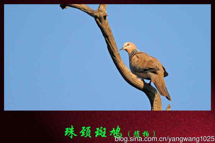 北京天坛公园的鸟类——珠颈斑鸠（随拍）