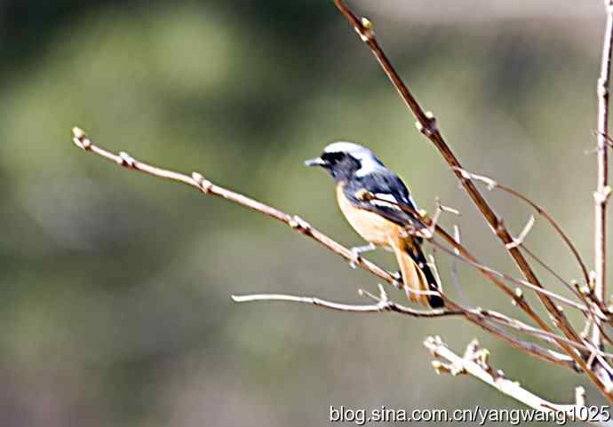 雄性北红尾鸲（随拍）