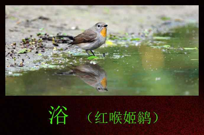 北京天坛公园的鸟类——浴（红喉姬鹟）