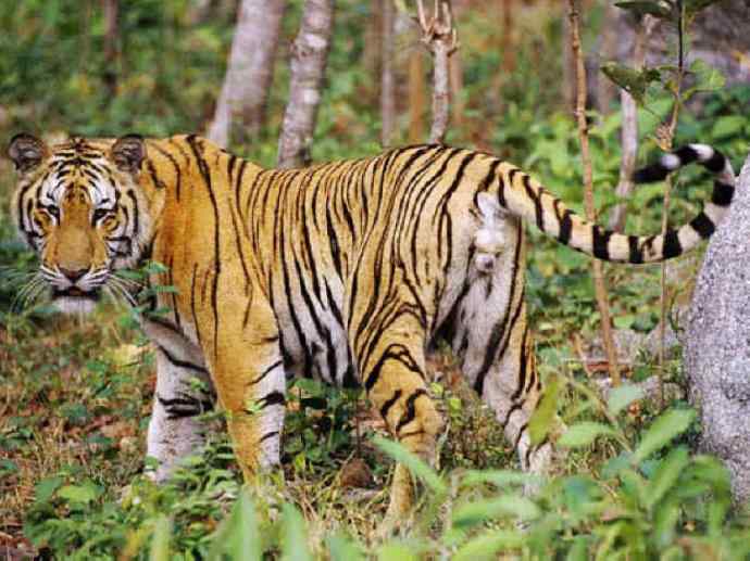 犬科：犬亚科犬属之澳洲野犬、歌唱犬、家犬