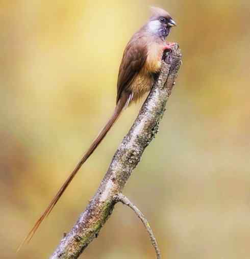 猎奇：长尾鸟雀之六