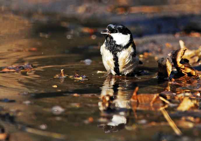 北京天坛公园的鸟类——大山雀