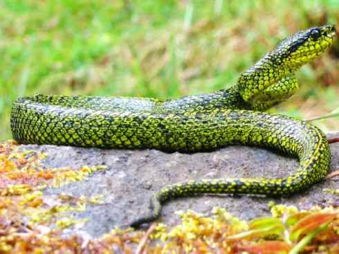 龙：传说的兽原型探秘（响尾蛇类）