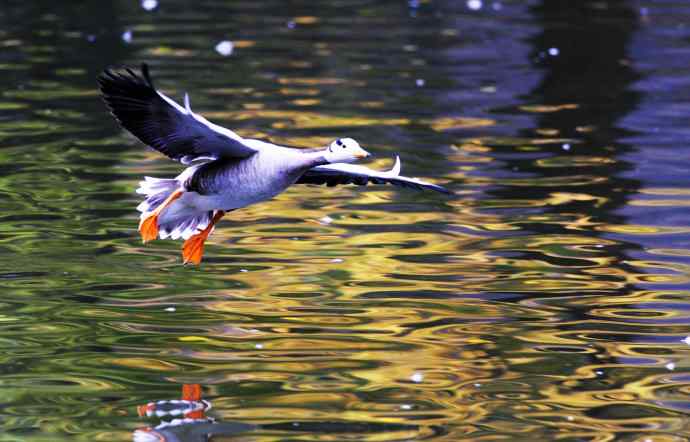 斑头雁(抓拍)5 斑头雁(抓拍)5