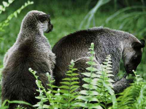 盘点十二大著名食蚁动物:袋食蚁兽 盘点十二大著名食蚁动物:袋食蚁兽