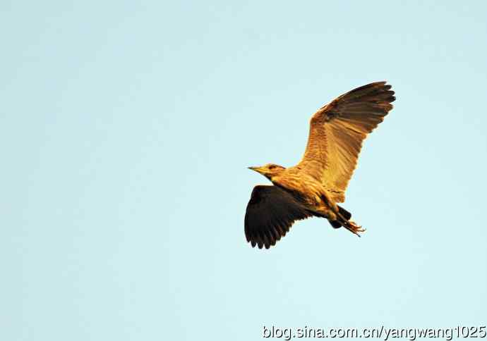 飞(夜鹭)51 飞(夜鹭)51