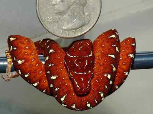 龙:传说的兽原型探秘(树蟒类) 龙:传说的兽原型探秘(树蟒类)