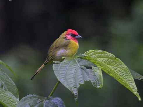 极品红色鸟类：玫红比蓝雀