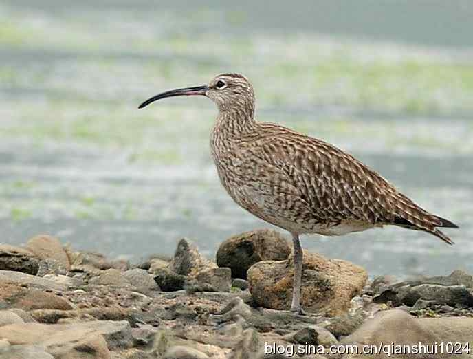 湿地观鸟.中杓鹬