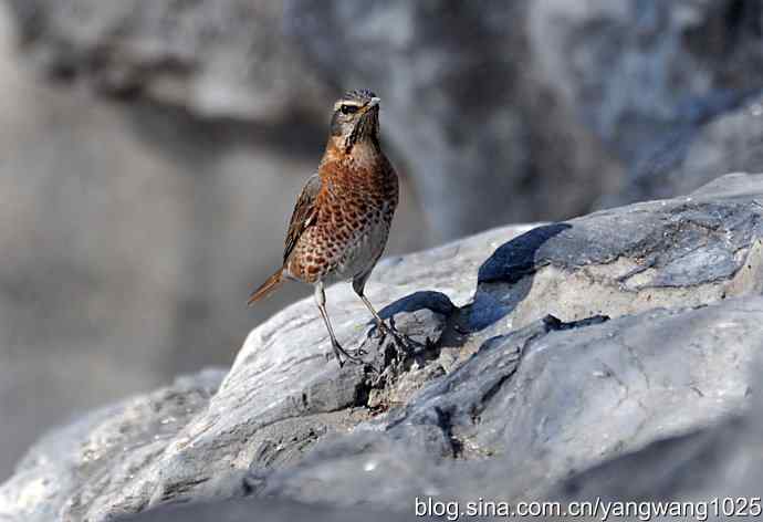 北京自然和谐的日坛公园（斑鸫）