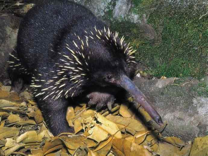 盘点十二大著名食蚁动物：短吻针鼹