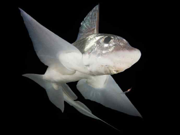 鱼类活化石：叶吻银鲛