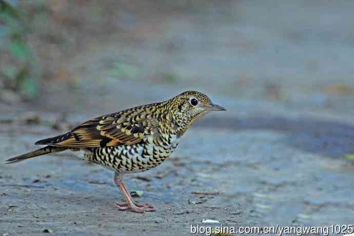 虎斑地鸫（3）