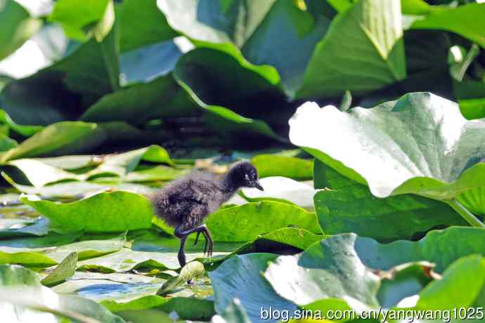 白胸苦恶鸟宝宝出窝了（3）