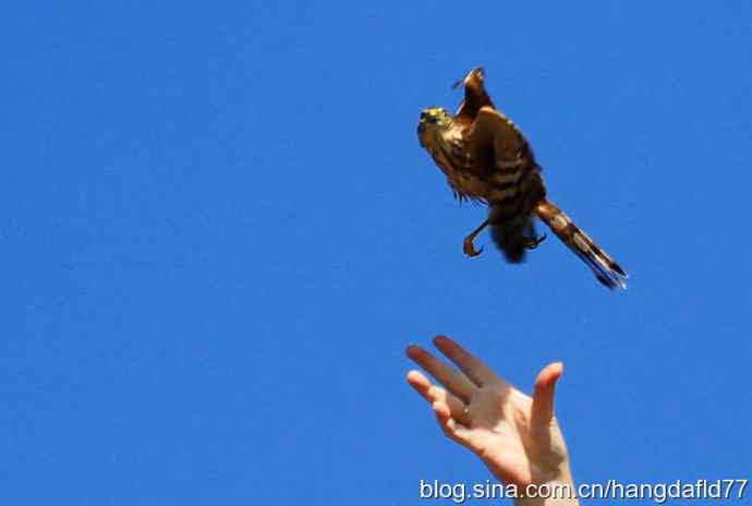 美国鸟类摄影——放飞鹰隼（2）