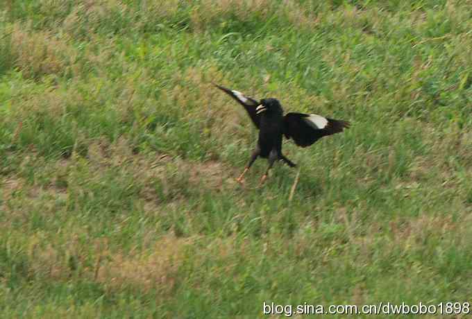 戴胜护驾南海子