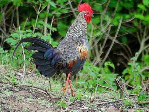 凤凰：传说的鸟原型探秘（原鸡）