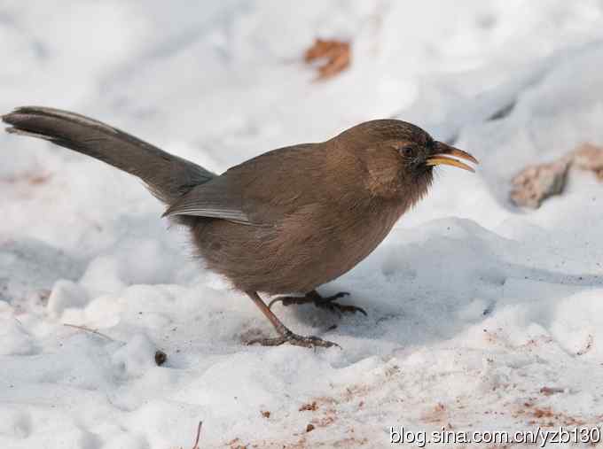 瑞雪兆丰年——山噪鹛（组图，6张图片）