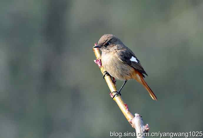 第一场春雨之后 wbr1