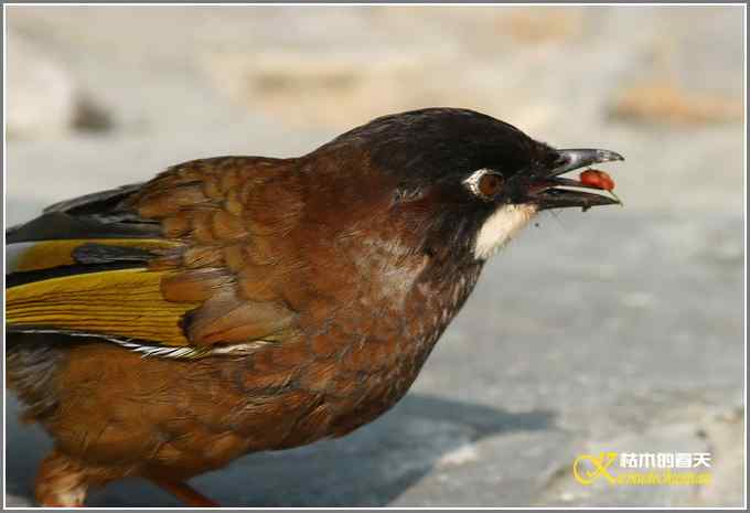 噪鹛系列之三：黑顶噪鹛【照片】