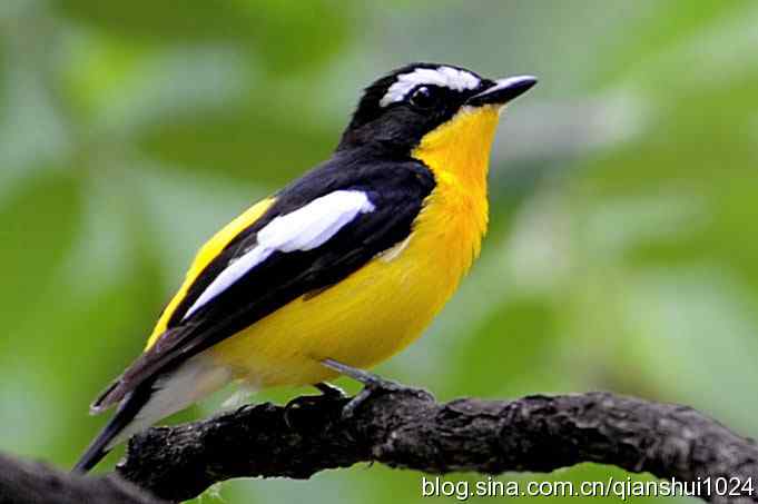 拍白眉姬鹟(植物园)