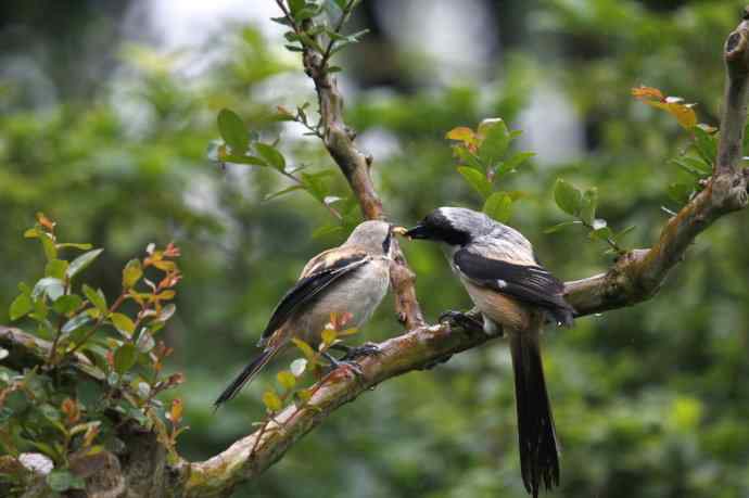 206.小伯劳成长记（2）雨中喂食