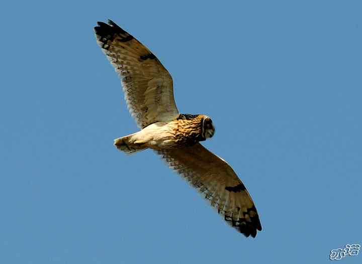 官厅水库拍鸟——被喜鹊驱赶的短耳鸮