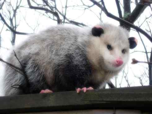 动物世界:山寨还是原创之十一 动物世界:山寨还是原创之十一