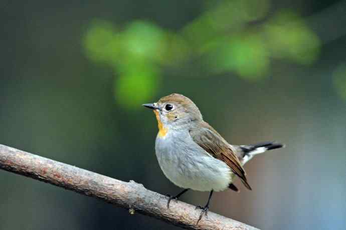 雄性红喉姬鹟(9) 雄性红喉姬鹟(9)