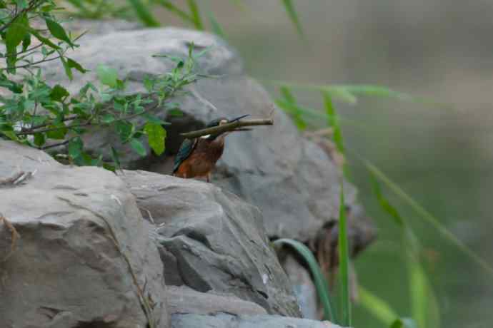 奇异翠少.衔棒苦练叼鱼功