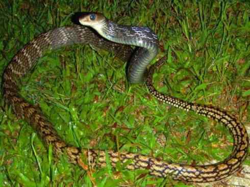 龙：传说的兽原型探秘（游蛇类）