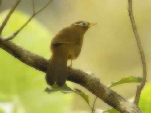 家禽驯化之源之十五 家禽驯化之源之十五