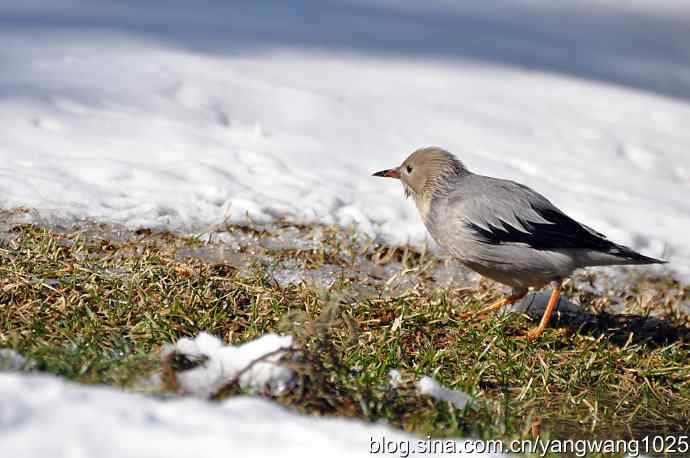 北京天坛公园的鸟类——丝光椋鸟 3