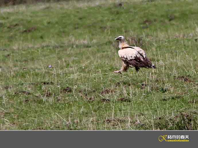 红原大草原的鈥満陴扳