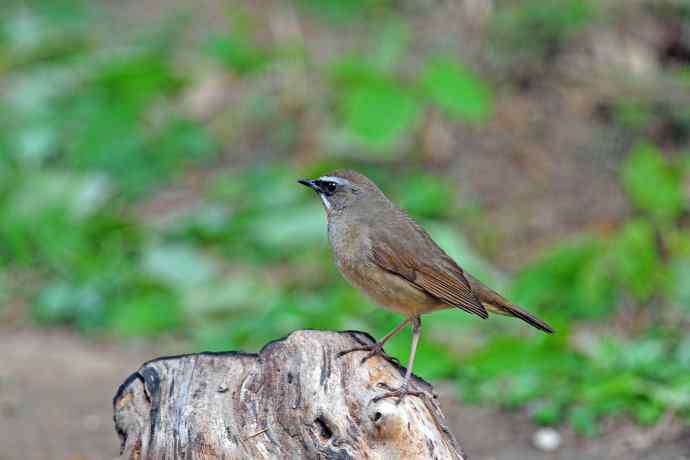 雄性红喉歌鸲(5) 雄性红喉歌鸲(5)