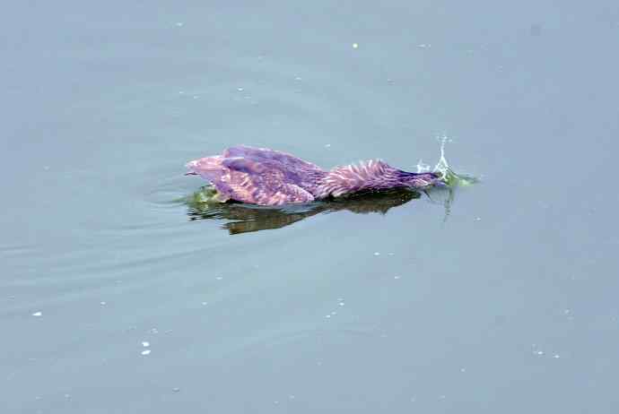 夜鹭(亚成鸟) 夜鹭(亚成鸟)