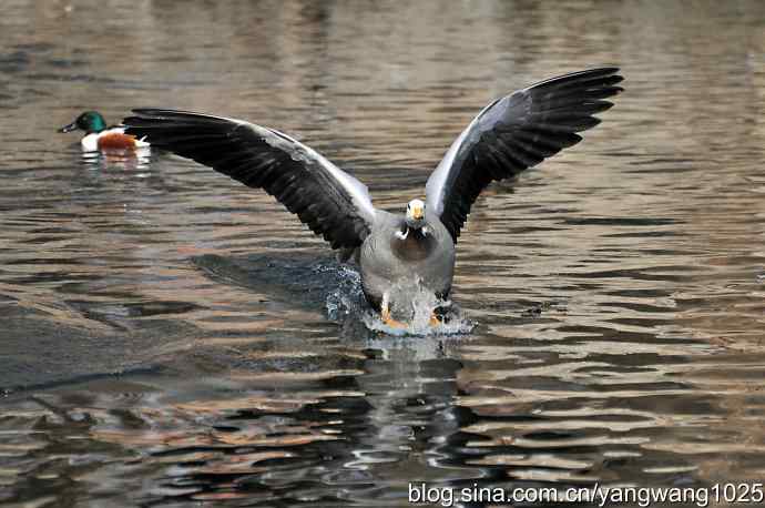 飞(斑头雁) 飞(斑头雁)