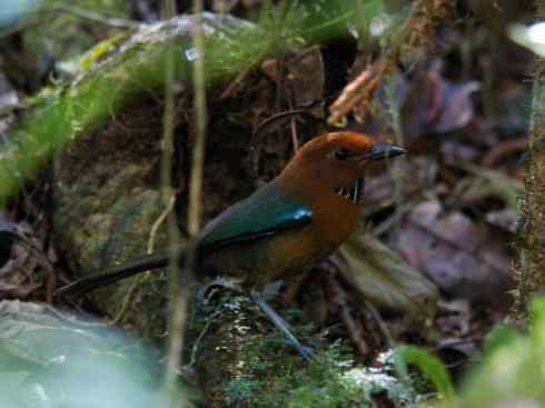 绝色攀禽：佛法僧目之地鴗