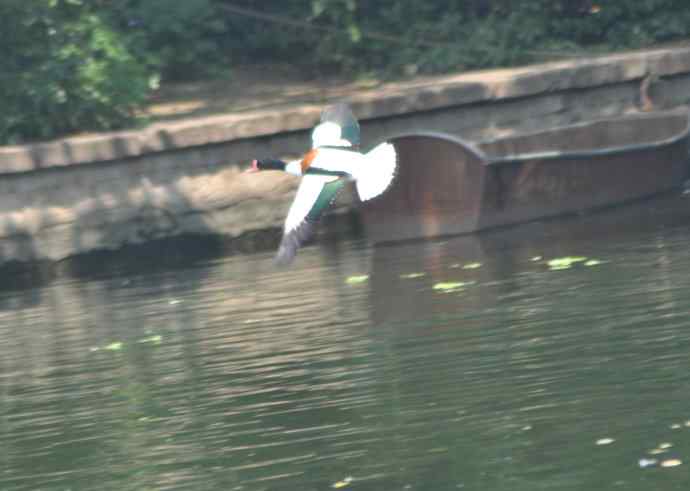 北京动物园的鸟类——翘鼻麻鸭
