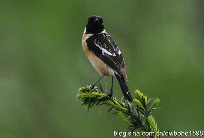 黑喉石鵖很厚道