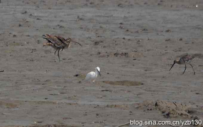 打到一只杓鹬,高兴ing鈥︹Γㄗ橥迹 打到一只杓鹬,高兴ing鈥︹Γㄗ橥迹