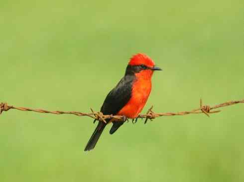极品红色鸟类:朱红霸鶲 极品红色鸟类:朱红霸鶲