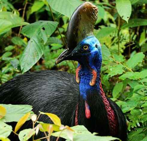 奇特的盔：鹤鸵