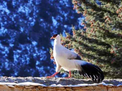 凤凰：传说中的鸟原型探秘（鹇）