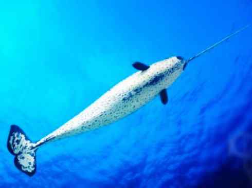 独角兽:传说的兽原型探秘(独角鲸) 独角兽:传说的兽原型探秘(独角鲸)