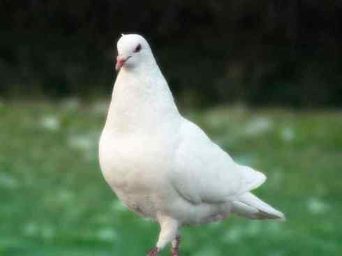 家禽驯化之源之四