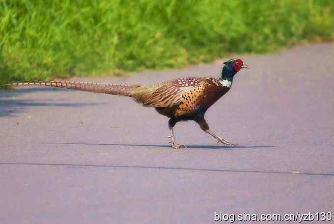 闲庭信步环颈稚（组图，21张图片）