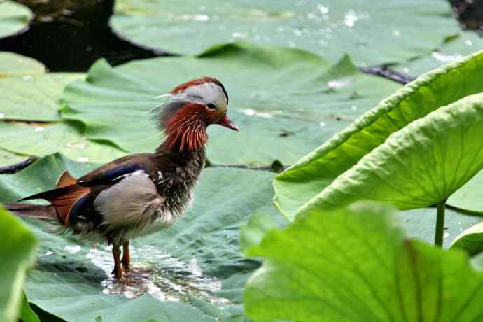 摄鸟拾趣（三） wbr鸳鸯2012.06